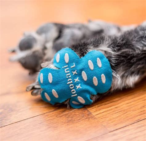 Paw protect. Things To Know About Paw protect. 